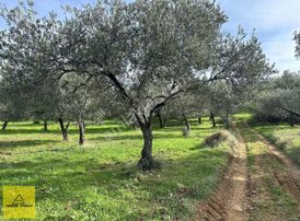 Yunuslarda Köyün Bitişiği 3.256m2 Zeytinlik