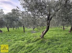 Hisar Köyünde 3.154m2 Kadastral Yollu Etrafı Çevrili Bahçe