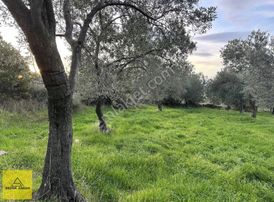 Hisar Köyünde 3.154m2 Kadastral Yollu Etrafı Çevrili Bahçe