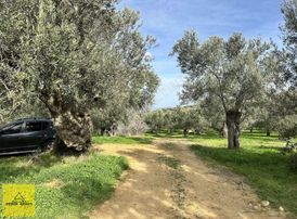 Yunuslarda 900m2 Köy Yerleşik Sınırında Bahçe