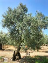 Gemlik Engürücük De Satılık 21.689 M2 Zeytinlik