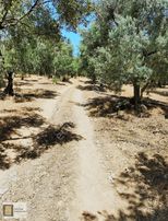 Gemlik Engürücük De Satılık 21.689 M2 Zeytinlik