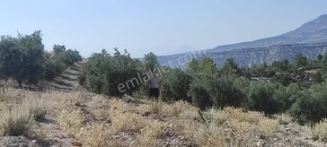 Sahibinden Satılık Zeytinli Tarla