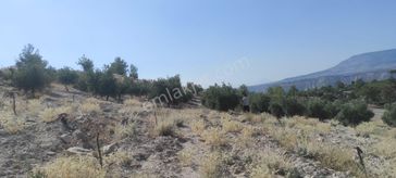 Sahibinden Satılık Zeytinli Tarla