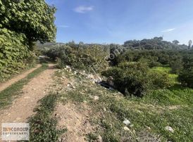 Bsk Group'dan Denize 500m Mesafede Mandalina Bahçesi..!