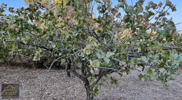 Hayat Gayrimenkulden Yatırımlık Verimli Fıstık Bağı