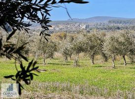 Kalemli De 12.400 M2 Zeytinlik, Elektrik+ Su+ Yer Altı Damlama
