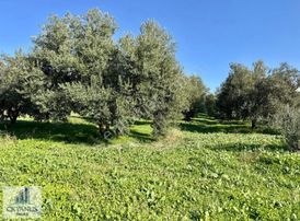 Kalemli De 12.400 M2 Zeytinlik, Elektrik+ Su+ Yer Altı Damlama