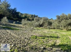 Çaltepe De Baraja Yakın 8.000 M2 Zeytinlik, Resmi Yolu Var