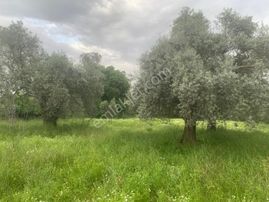 My Home Gayrimenkul'den Tire Peşrefli Mah.de Acilll Satılık Zeytinlik