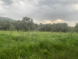 My Home Gayrimenkul'den Tire Peşrefli Mah.de Acilll Satılık Zeytinlik