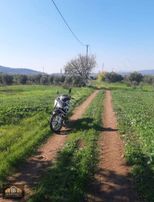 Yeniceköy 6280 M2. Domat Ve Trilya Zeytin Tarlası Satılıktır