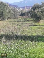 Yeniceköy 6280 M2. Domat Ve Trilya Zeytin Tarlası Satılıktır