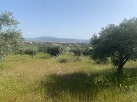 My Home Gayrimenkul'den Torbalı Yazıbaşı Mah.de Satılık Zeytinlik