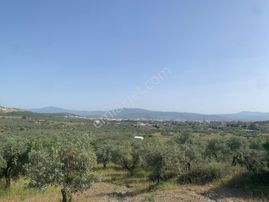 My Home Gayrimenkul'den Torbalı Yazıbaşı Mah.de Satılık Zeytinlik