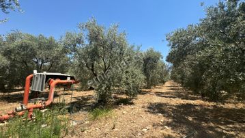 163 Dönüm, 7 Bin Zeytin Ağaçlı, Deposu Ve Evi Olan Tarla