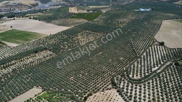 163 Dönüm, 7 Bin Zeytin Ağaçlı, Deposu Ve Evi Olan Tarla
