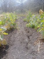 Bandırma Kuşcennetinde 347 M Tarla