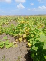 Bandırma Kuşcennetinde 347 M Tarla