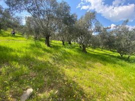 🟩aktif'ten Burhaniye Sübeylidere'de 9200m2 Harika Konumda Satılık Zeytinlik 🟩🟩