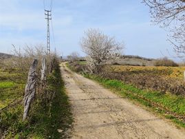 Edis Emlak'tan Satılık Bafra Darboğazda 22 Dönüm Fındık Bahçesi