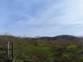 Edis Emlak'tan Satılık Bafra Darboğazda 22 Dönüm Fındık Bahçesi