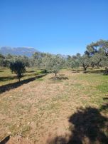 Torbalı Karakızlar Köyüne Cok Yakın Zeytinli Tarla Satılık