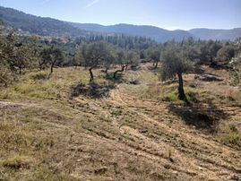 Torbalı Karakızlar Köyüne Yakın Zeytinli Tarla Satılık