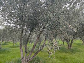 Bölcek Mah. Satılık Zeytinlik