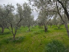 Bölcek Mah. Satılık Zeytinlik