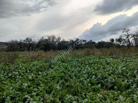 Poyracik Mah Satılık