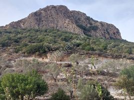 Muğla Datça Yazı Da 15 200 M2 Müstakil Arazi Satılık