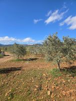 Aydın Karacasuda Satılık 56 Dönüm Tarla