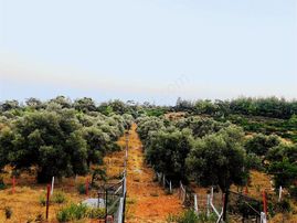 Bodrum Yalıçiftlikte 342m2 Hisse Tapulu Parsel