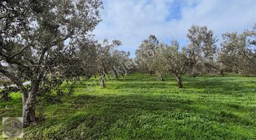 Çanakkale Merkeze Yakın Konumda 3872m2 Zeytin Ağacı Olan Tarla