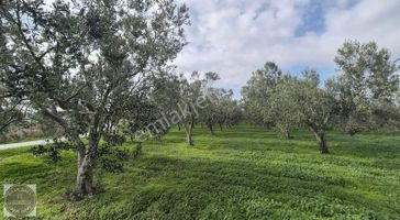Çanakkale Merkeze Yakın Konumda 3872m2 Zeytin Ağacı Olan Tarla