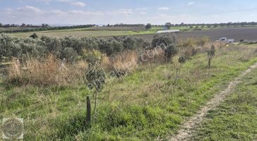 Çanakkale Merkeze 20 Dk Mesafede Yatırımlık Bağ