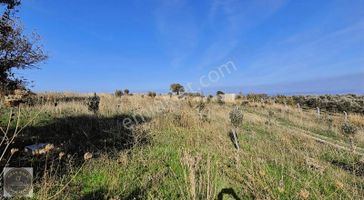 Çanakkale Merkeze 20 Dk Mesafede Yatırımlık Bağ