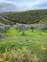 Karacabey Kulakpınar Da Satılık Zeytinlik