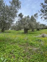 Karacabey Kulakpınar Da Satılık Zeytinlik