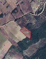 Cb Black'ten Mudanya Mesudiye'de Deniz Manzaralı Zeytinlik