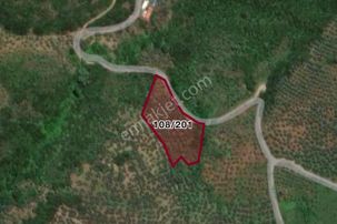 Cb Black'ten Kumyaka'da Deniz Manzaralı Yola Parsel Zeytinlik