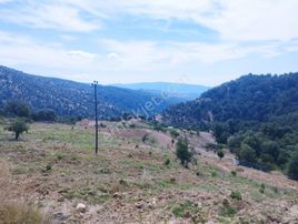 Kuyucak Hazır İncir Bahçesi 37,330 M2