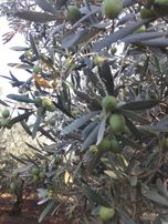 Yalıçiftlik Resmi Kadastro Yoluna Cepheli