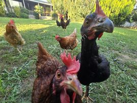 Şehir İçinde Doğa İle İç İçe Kiralık Çiftlik Evi