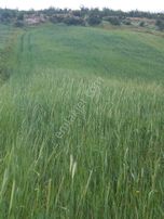 Köye Yakın 6700 M Tarla