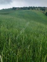 Köye Yakın 6700 M Tarla