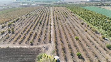 Havutlu Sanayi Carşısına Yakın Yatırımlık 43 Dönüm Satılık Bahçe