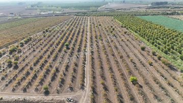 Havutlu Sanayi Carşısına Yakın Yatırımlık 43 Dönüm Satılık Bahçe