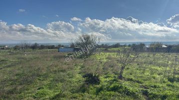 Tekirdağ Kapaklı Karlı Satılık 2950m2 Tek Tapu Kupon Bağ Yeri